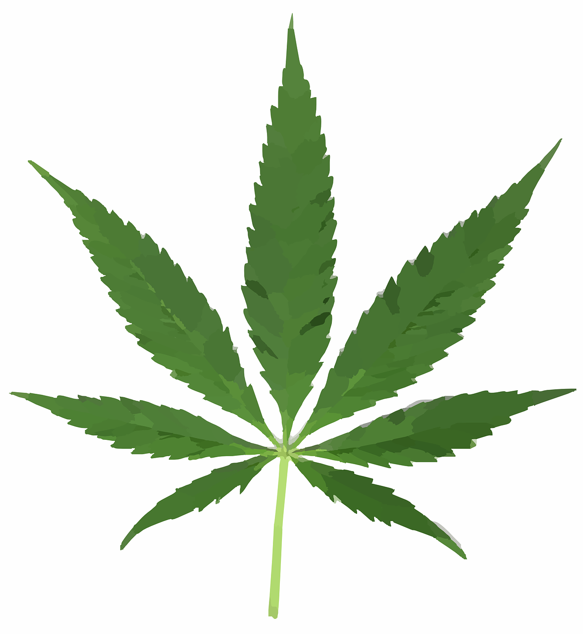 Imagen de una hoja de planta de Marihuana
